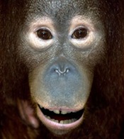 talking-orangutan